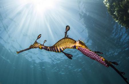 Weedy Seadragon Profile