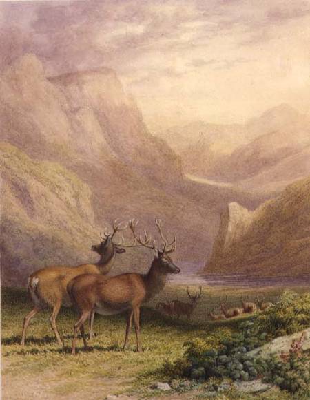 Deer in the Highlands van Robert Hills