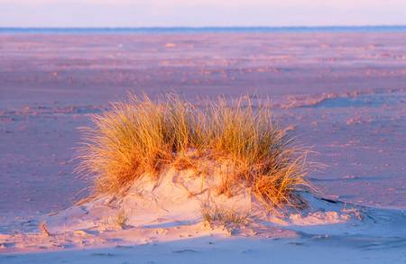 Leuchtendes Dünengras im Morgenlicht am Strand