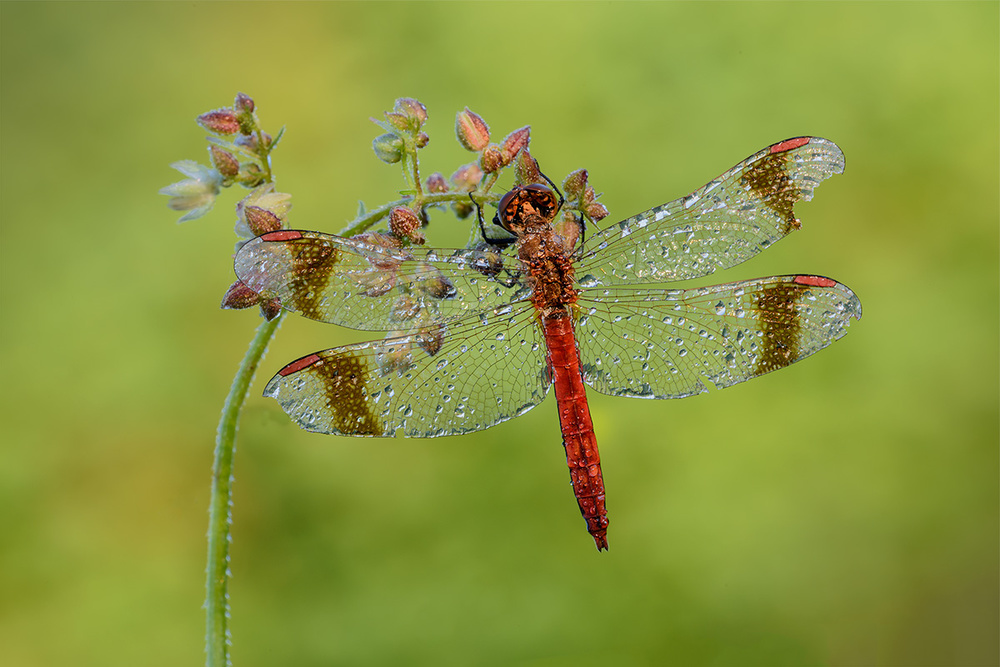 dragonfly van Roberto Marini