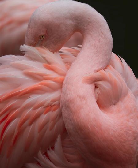 So many feathers