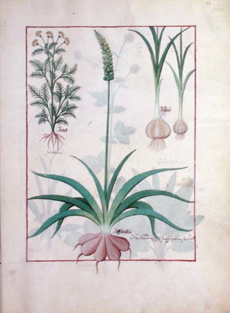 Ms Fr. Fv VI #1 fol.119r Garlic and other plants van Robinet Testard