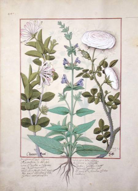 Ms Fr. Fv VI #1 fol.133v Honeysuckle, Sage and Rose van Robinet Testard