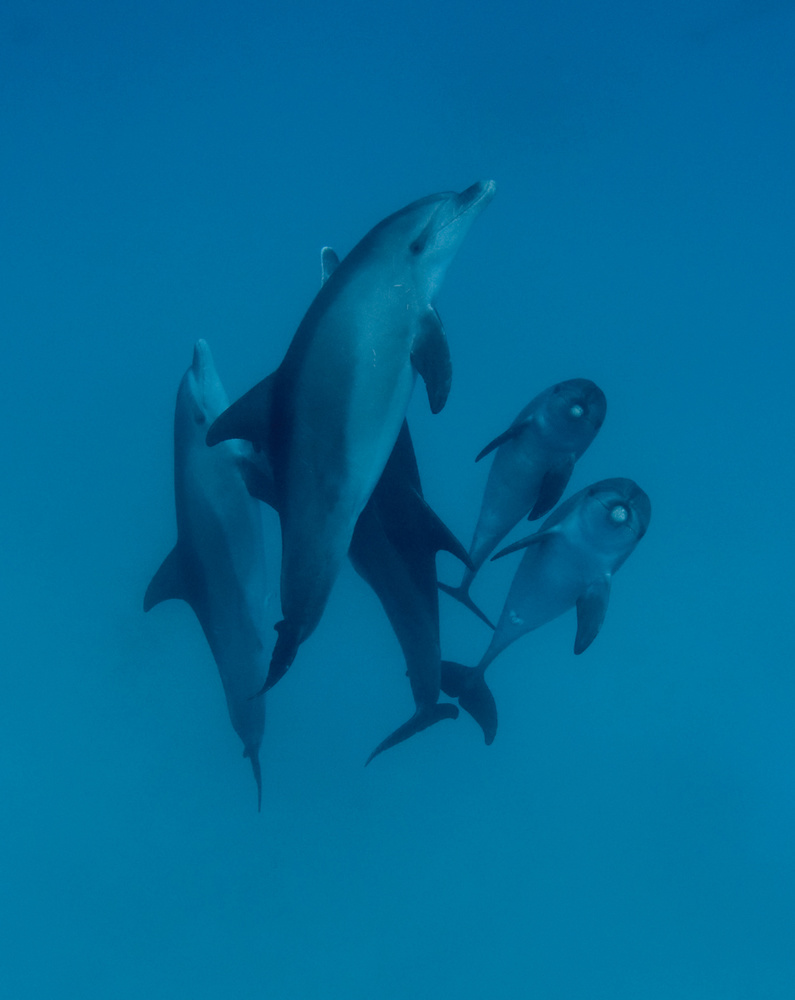 Dolphins 6 van Romano Molinari
