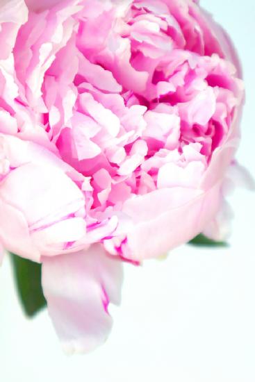 Pink peony VII