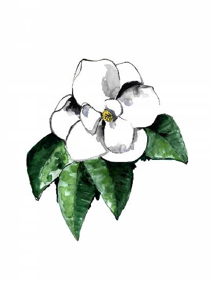 White magnolia