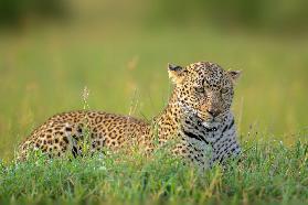 The Leopard