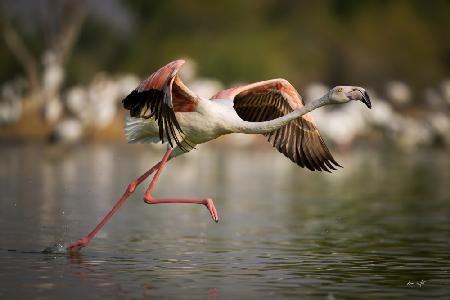 Flamingo Take Off