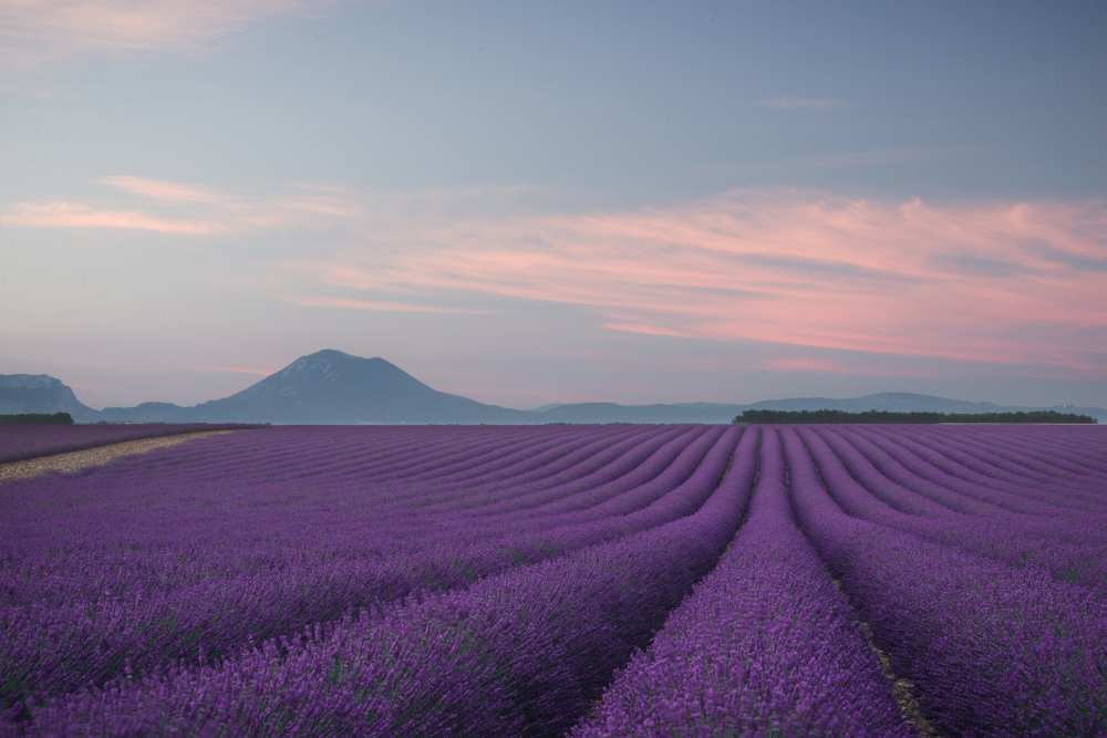 Lavender field van Rostovskiy Anton