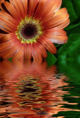 Gerbera van Rudolf Schmidt