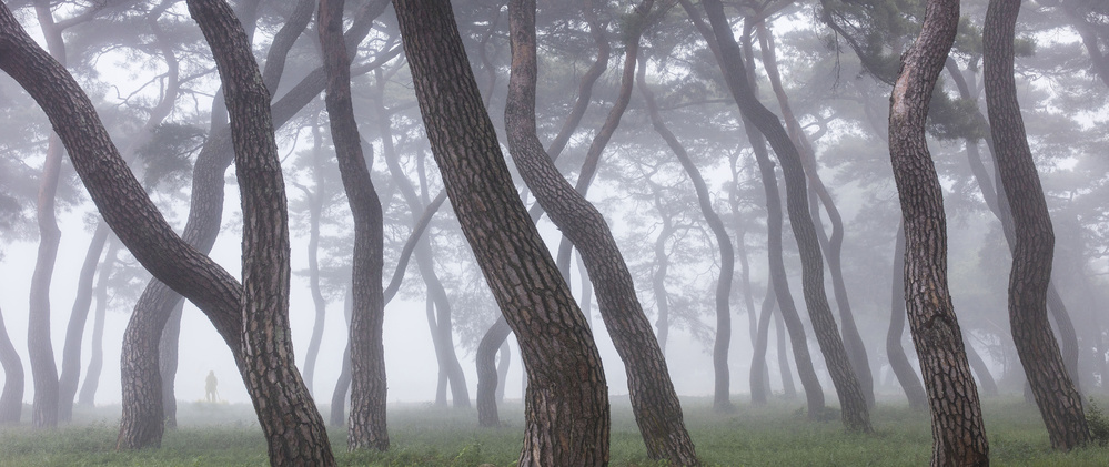 Pine Grove in Fog-3 van Ryu Shin Woo