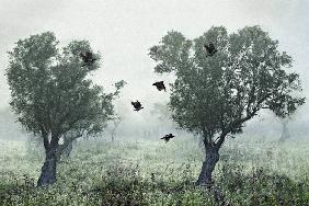 Crows in the mist