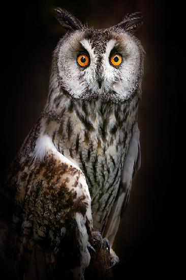 Long-eared owl portrait