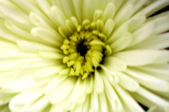 Birthday Flower (colour photo)  van Sarah  O'Toole