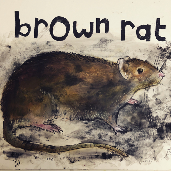 Brown rat van Sarah Thompson-Engels