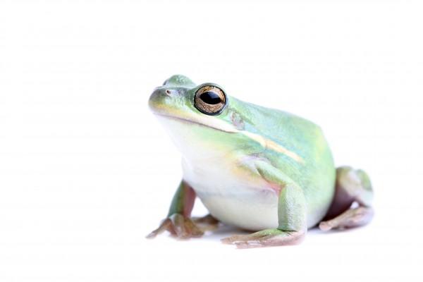 fat frog isolated van Sascha Burkard