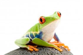 frog on a rock