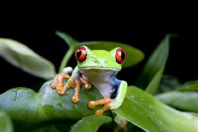 frog in plant isolated on black