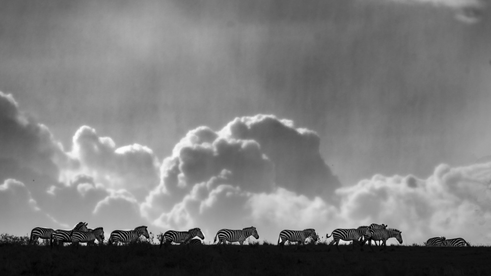 Zebras on the horizon. van Saurabh Dhanorkar