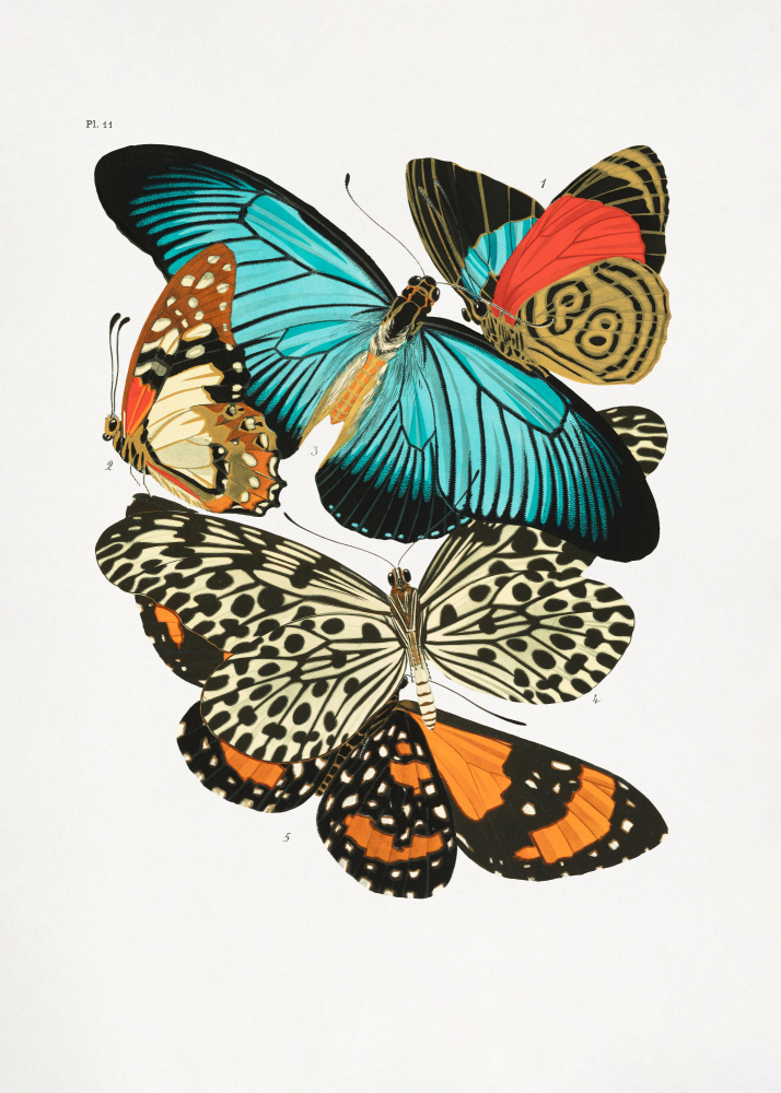 Butterflies 1 van Seguy