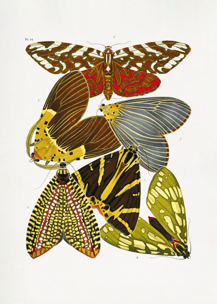 Butterflies 6 van Seguy
