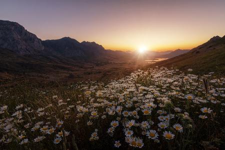 Daisies Fields Forever