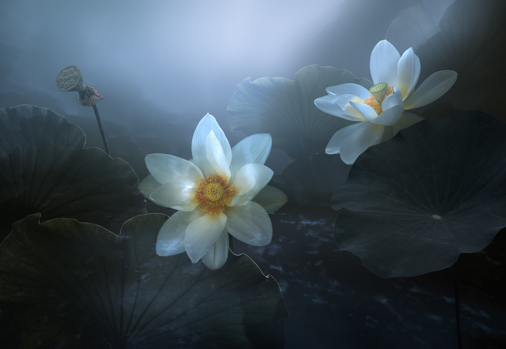 Lotus van Shanyewuyu