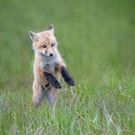 Baby Fox