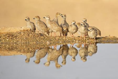 Chukar , Juveniles