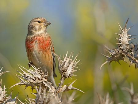 Linnet