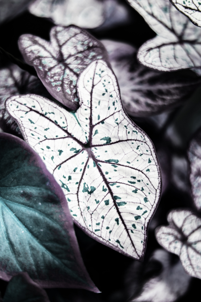 Botanical Saphire van Shot by Clint