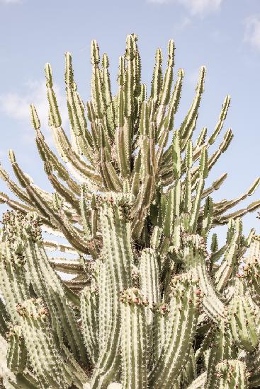 Catus Forest