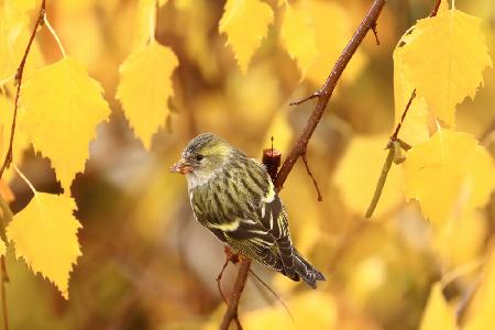 Golden leaves