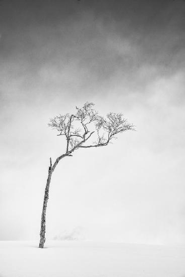 Hokkaido, Serie Tree, Study 1