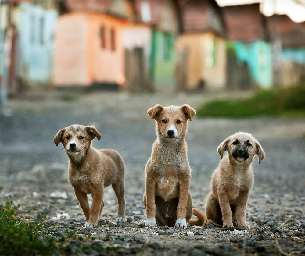 The Three Musketeers van Sorin Onisor