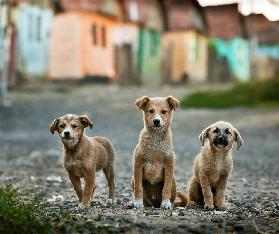 The Three Musketeers