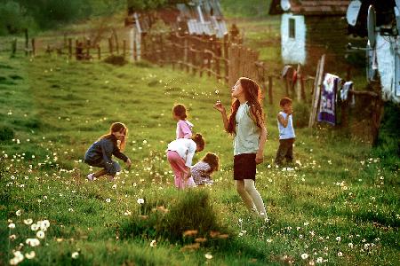 Time of Dandelions !