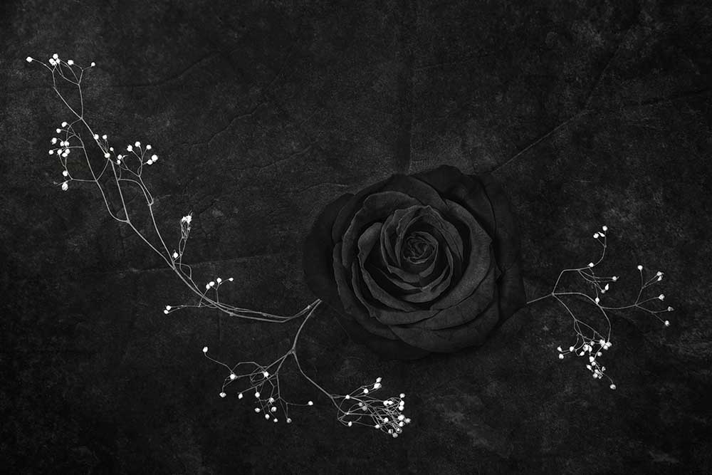 Rose noire van Stephen Clough