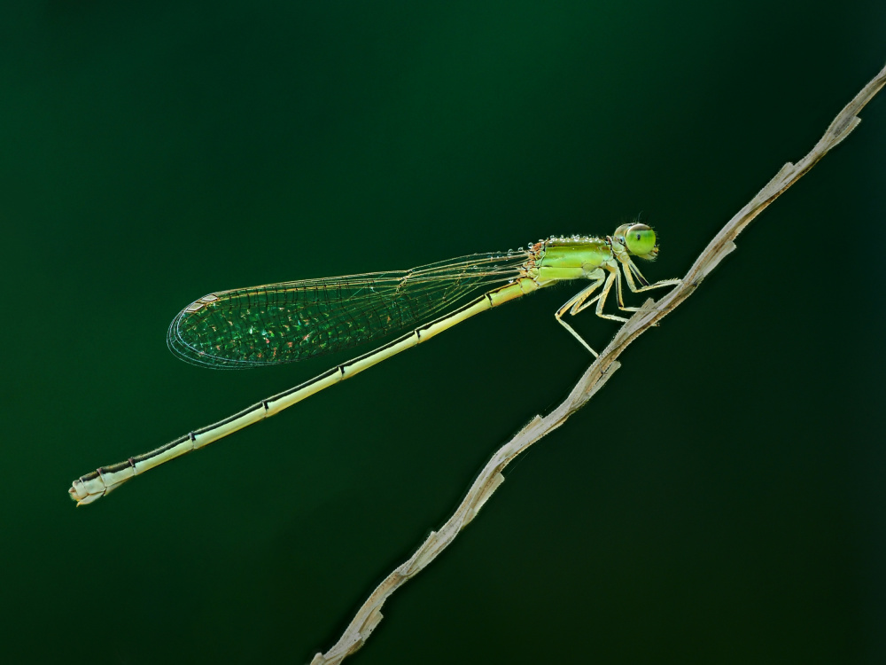 thread dragonfly van Takiko Hirai