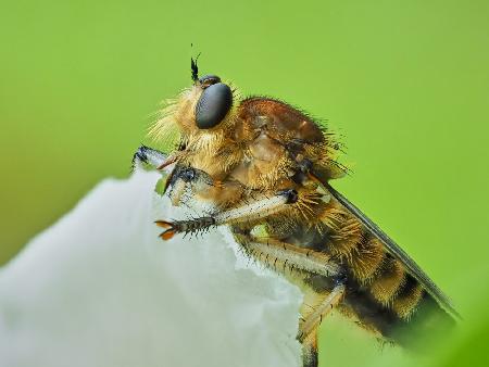 Shioya horsefly