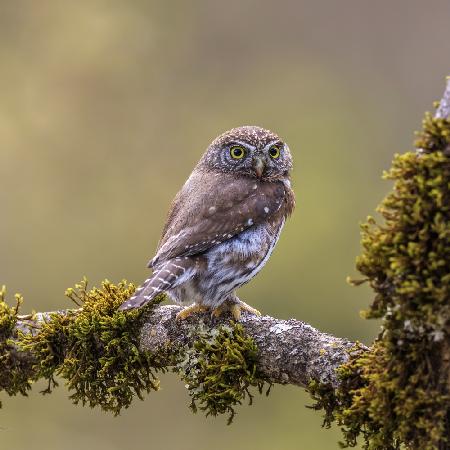 Northern Pygmy Owl