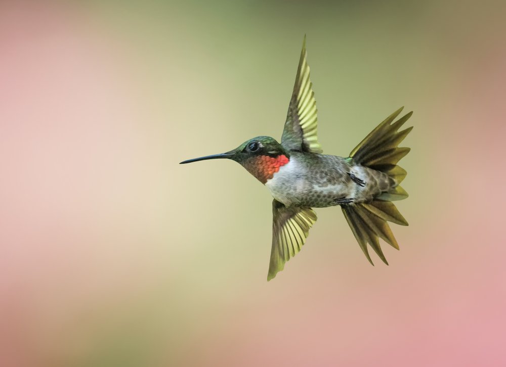 Hummingbird van Tao Huang