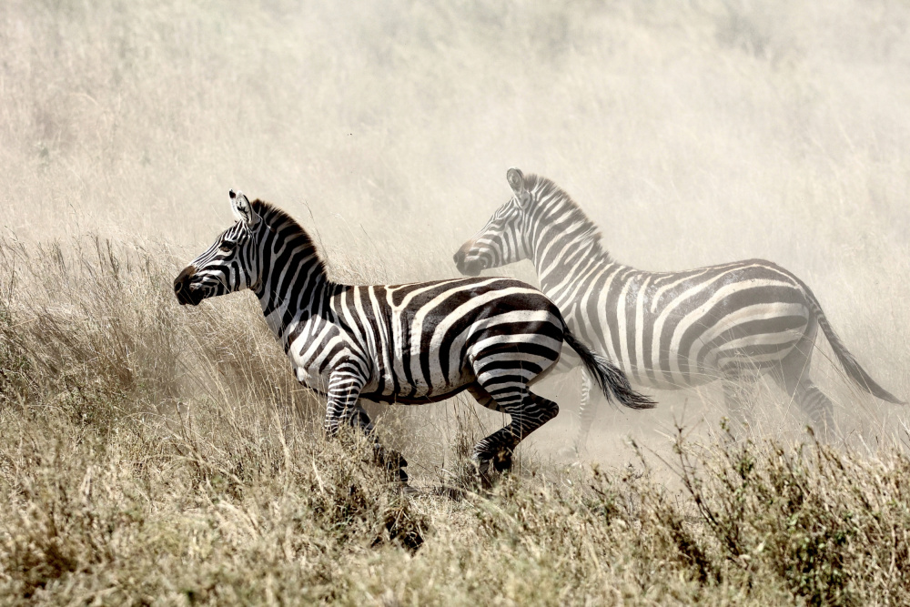 The Zebra Chase van Tereza Frank