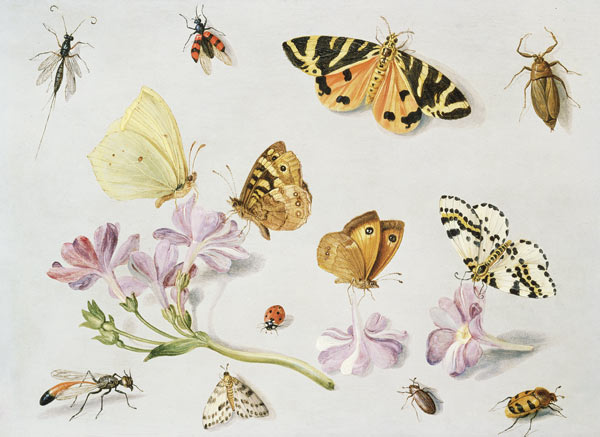 Butterflies, moths and other insects with a sprig of periwinkle van the Elder Kessel