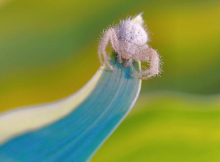 The crab spider...