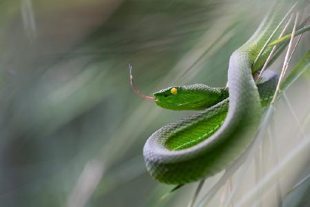 Trimeresurus gumprechti