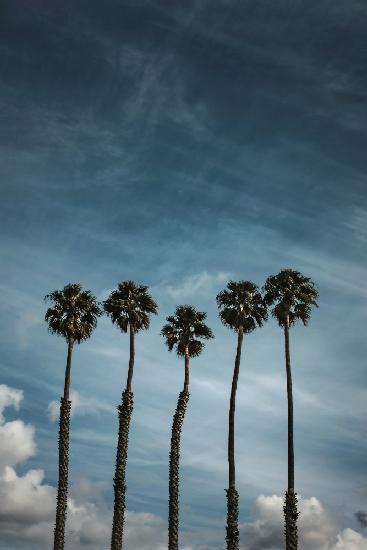 Five Palms