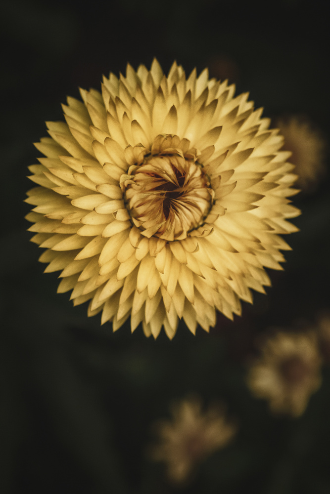 Yellow Floral Texture van Tim Mossholder