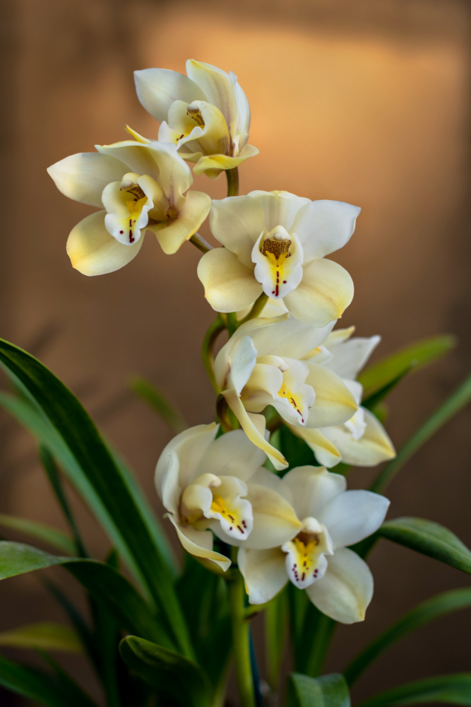Orchids van Tim Mossholder