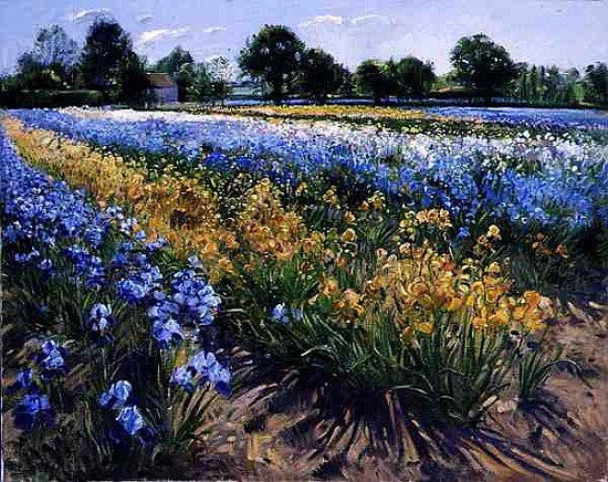 Irises at Burgate, 1996 (oil on canvas)  van Timothy  Easton